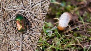 Understanding Chafer Beetles