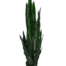 24IN ARTIFICIAL SNAKE PLANT