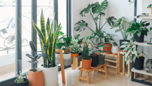 small potted plants
