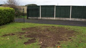 Damage Caused by Chafer Beetles