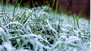 Preparing Your Artificial Grass for Winter