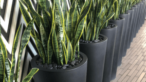 artificial plants