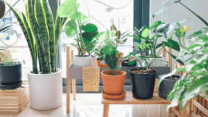 artificial plants