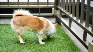 Pet-Friendly Zones