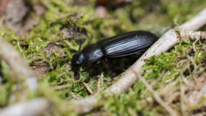 Say Goodbye to Pesky Bugs