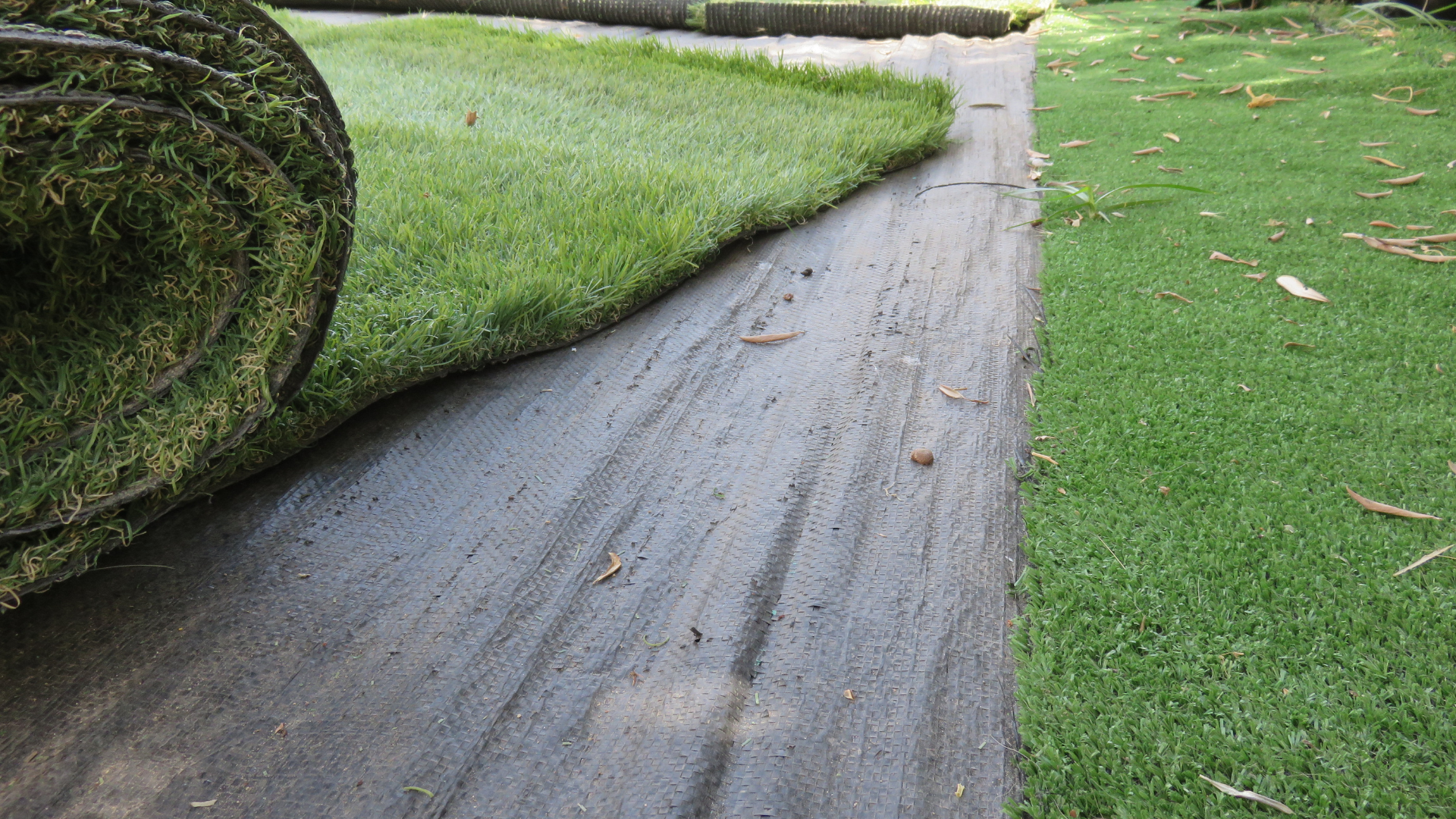Premium Grass Blades