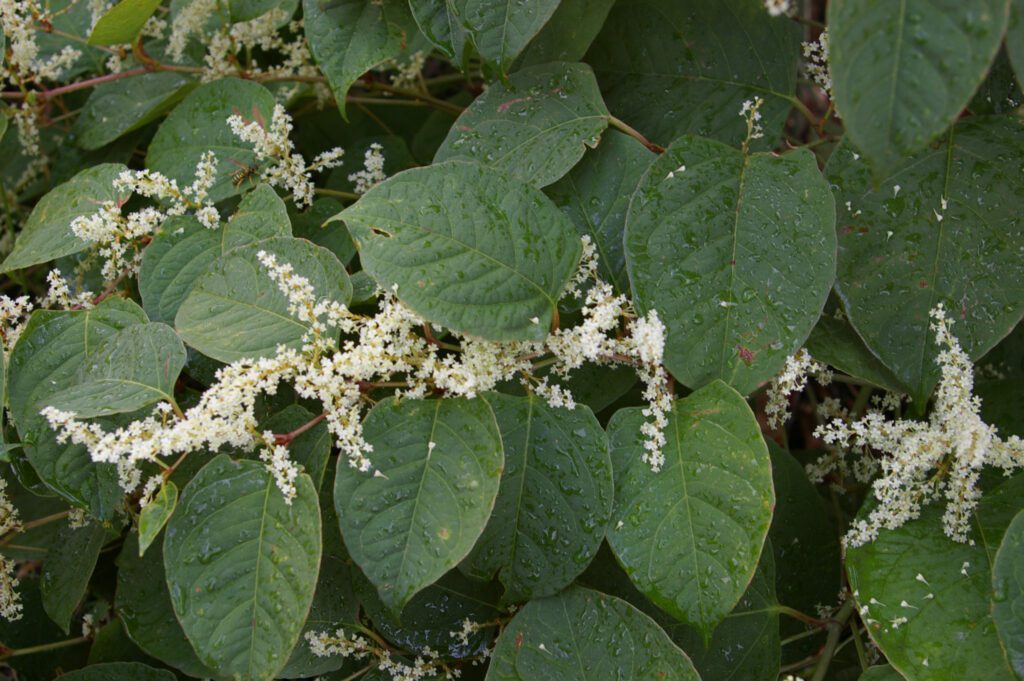 Knotweed
