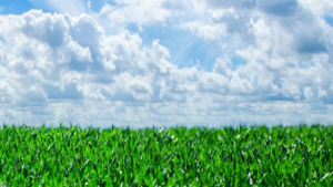 artificial turf